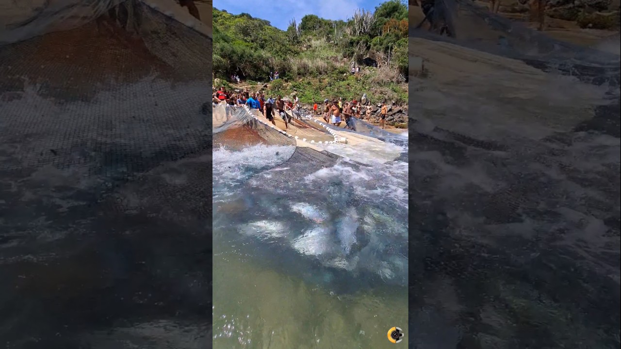 Pesca Na Praia Da Graçainha Em ARRAIAL DO CABO RJ BRASIL 🇧🇷🐟 #shorts