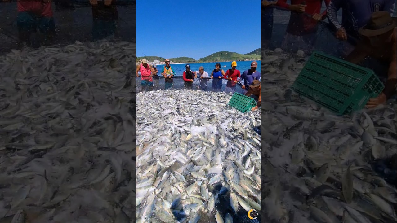 Pescadores Felizes Com a Rede Cheia De Peixe Na Praia Da Graçainha Em ARRAIAL DO CABO RJ BRASIL 🇧🇷