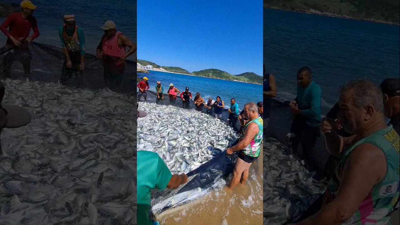 Pesca Do Peixe Xerelete Na Praia Da Graçainha Em ARRAIAL DO CABO RJ BRASIL 🇧🇷 #shorts