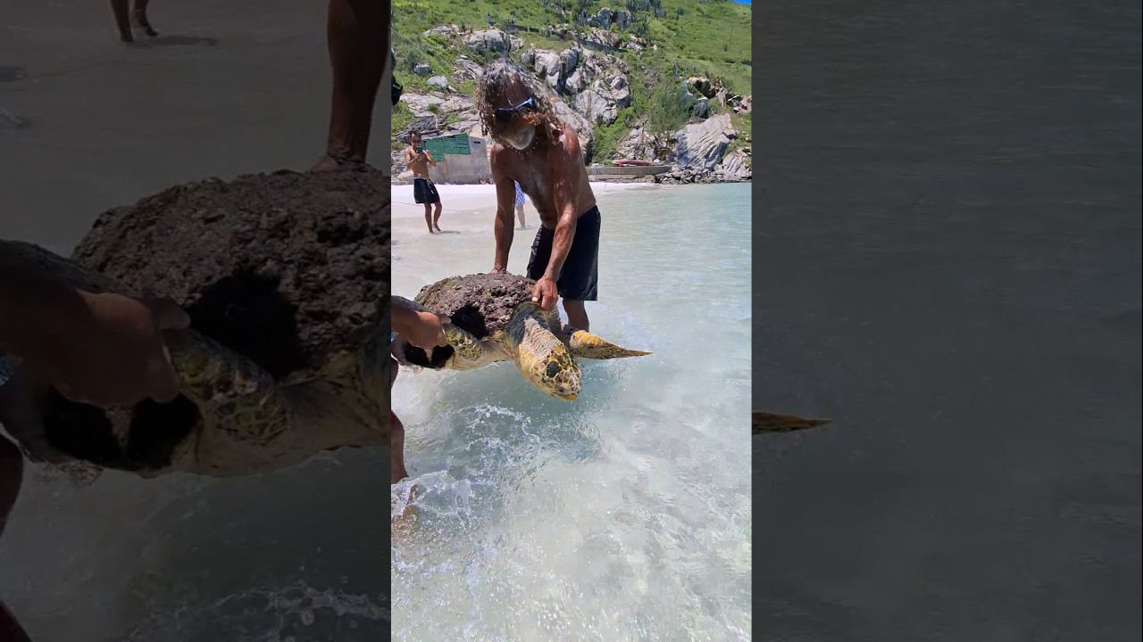 Pesca Com Tartaruga Marinha Devolvida Ao Mar Na PRAIA GRANDE EM ARRAIAL DO CABO RJ BRASIL 🇧🇷 #shorts