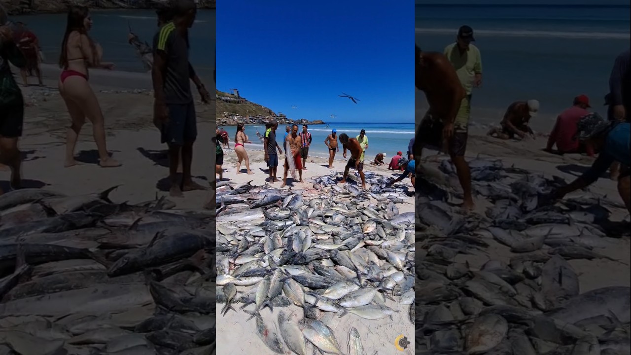 Muito peixe cavala e xerelete na na Praia Grande em Arraial do Cabo-Rj, Brasil 🇧🇷 #shorts