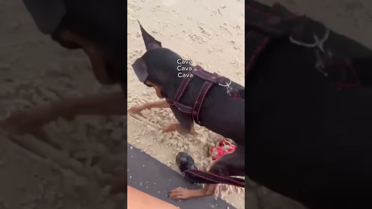 Um Pinscher do barulho aprontando na praia!!!#ferias#humormemes#praia#pinscher.